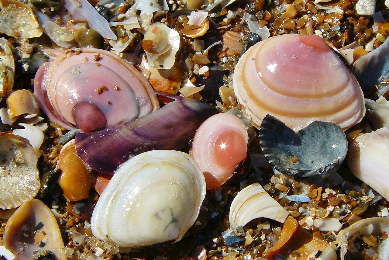 Rare Shells Granulate Cowrie Shell Kauai Shells Eco Friendly Collected Shel...